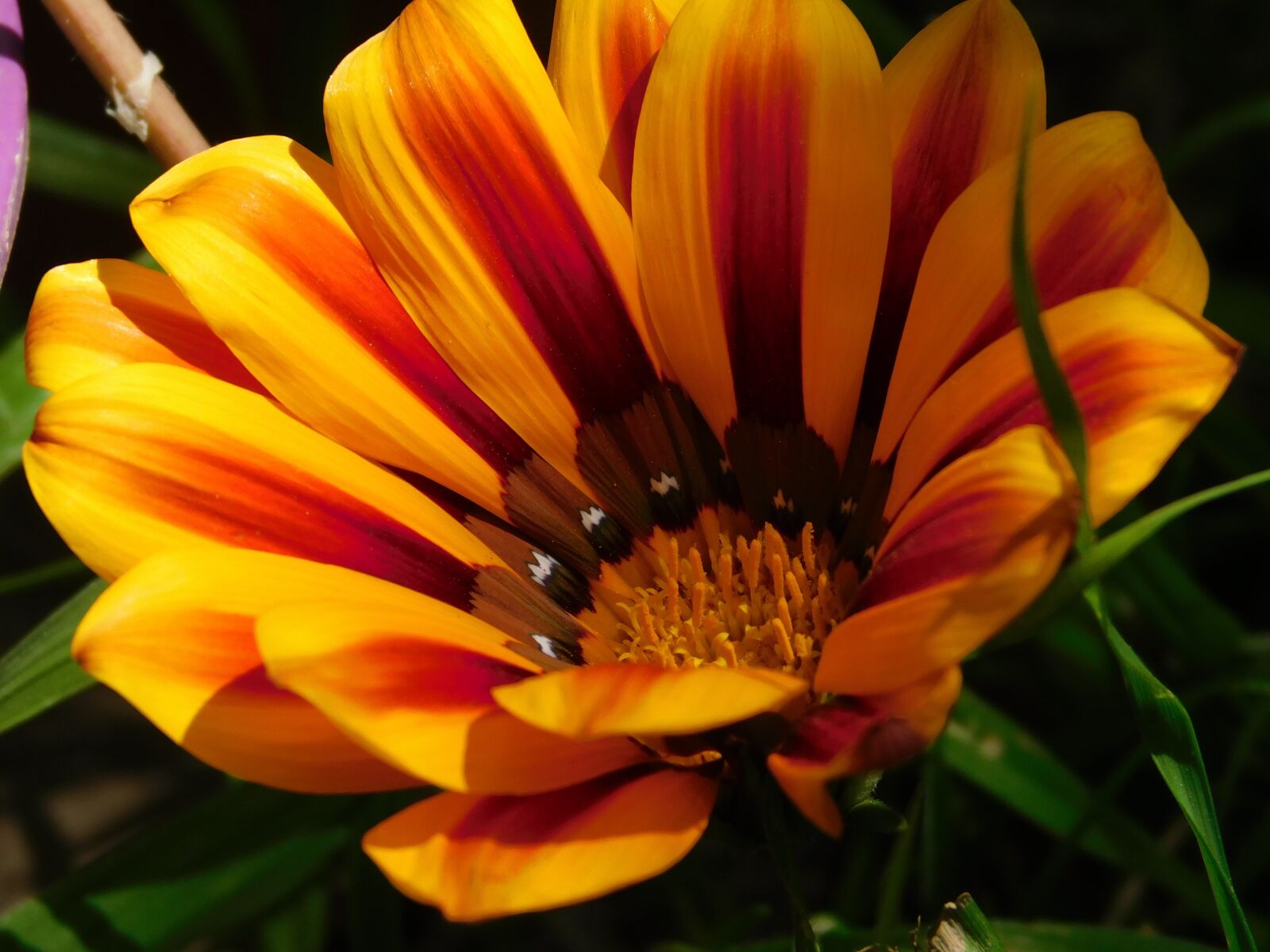 Nikon Coolpix B500 sample photo. Flower, nature, plant photography