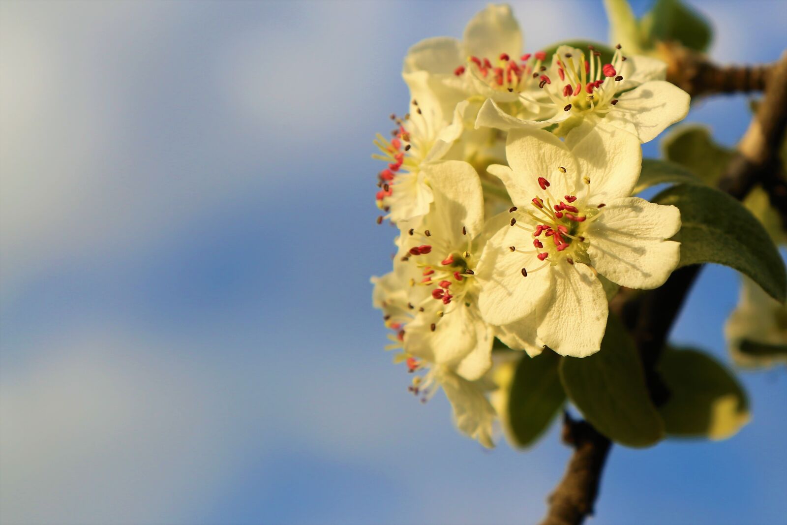 Canon EOS 5D Mark III sample photo. Flower, spring, branch photography