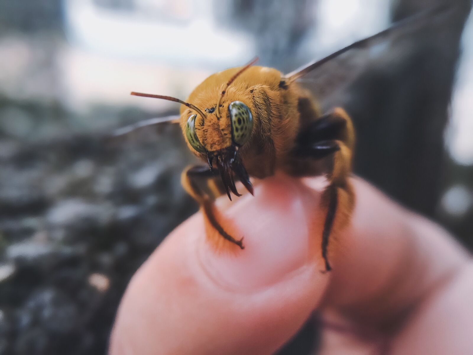 Apple iPhone SE sample photo. Animals, flying, bee photography