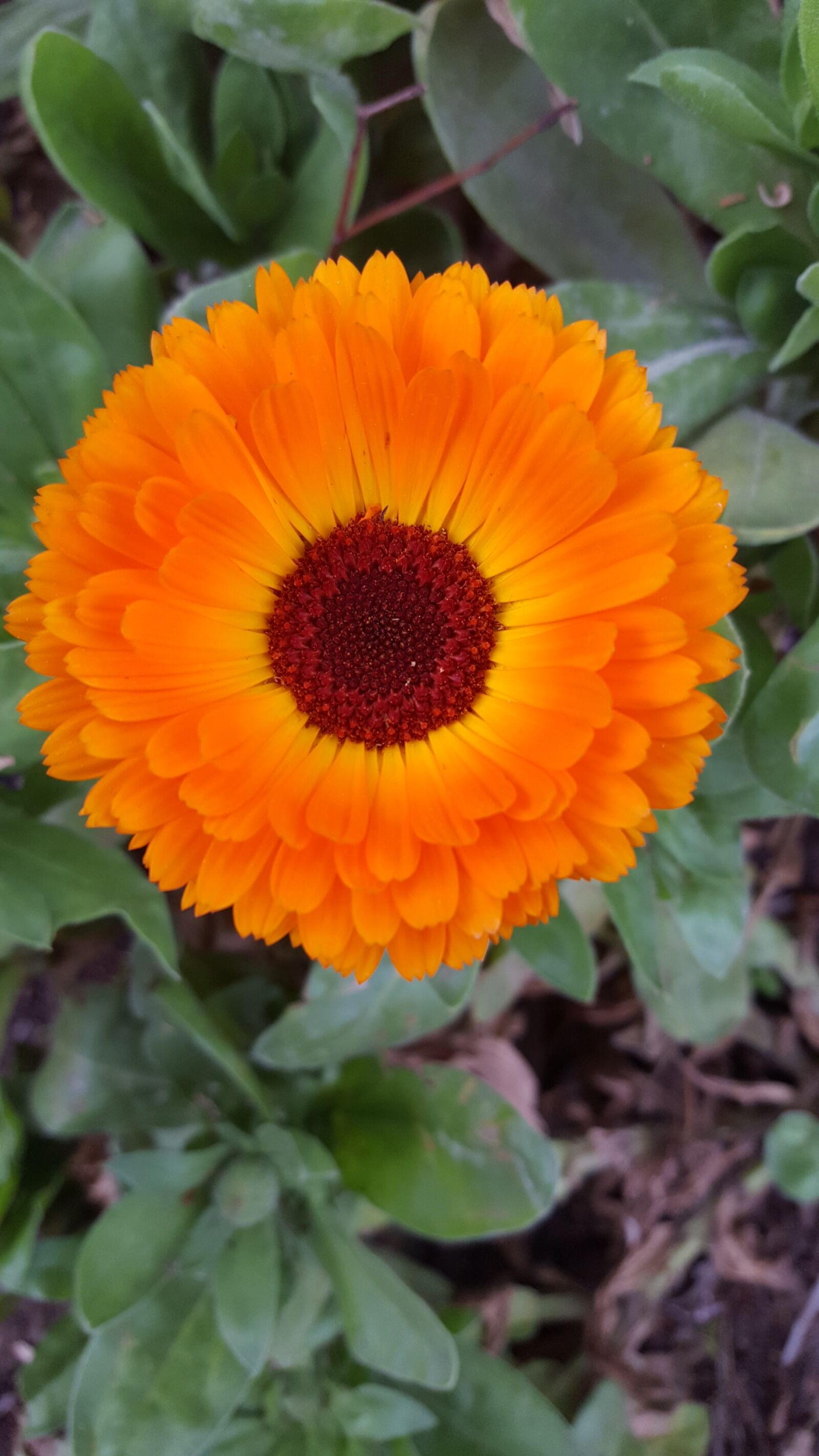 Samsung Galaxy S6 sample photo. Plant, nature, flower photography