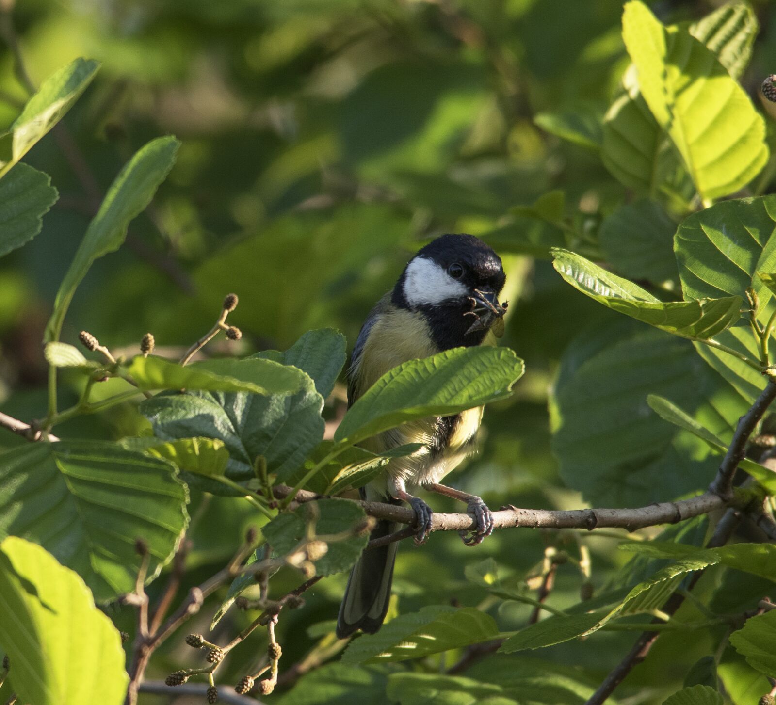 Nikon D5600 sample photo. Tit, bird, nature photography