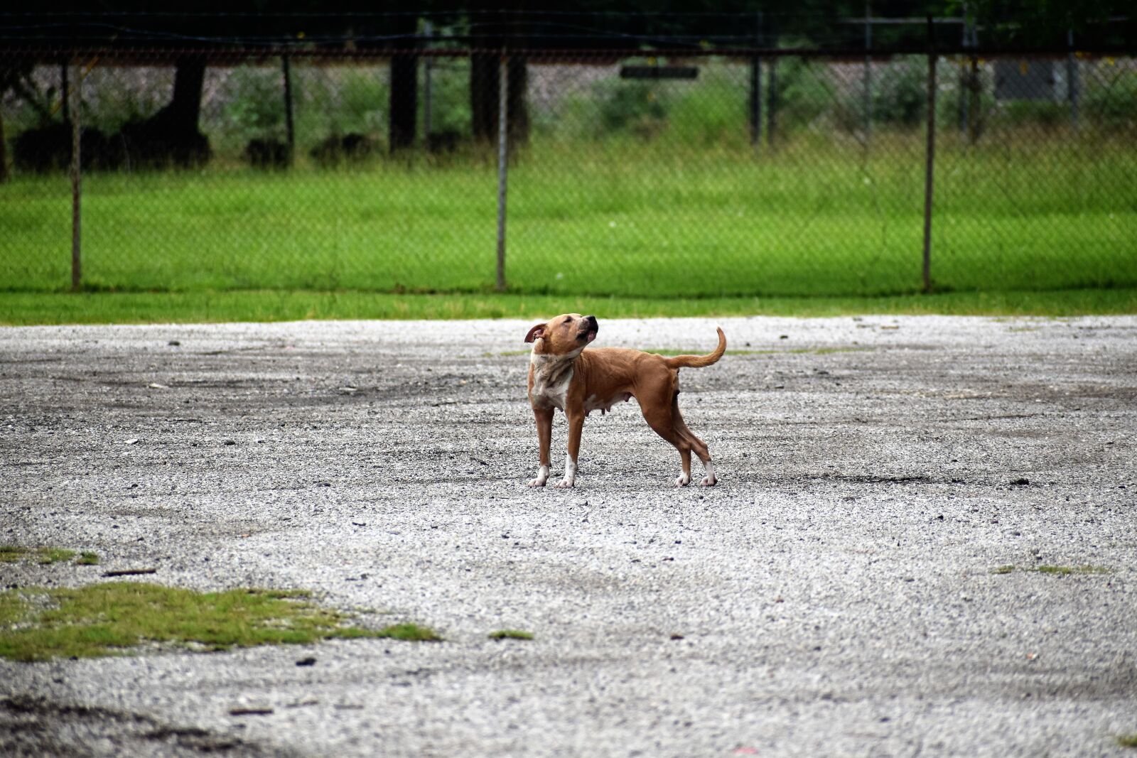 Nikon D3500 sample photo. Pitbull, terrier, howling photography