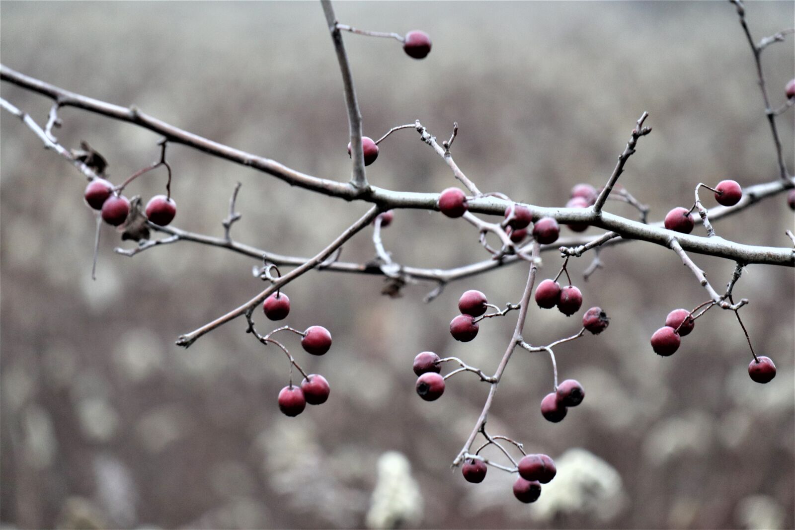 Canon EOS M6 sample photo. Mood, sprig, fruit photography
