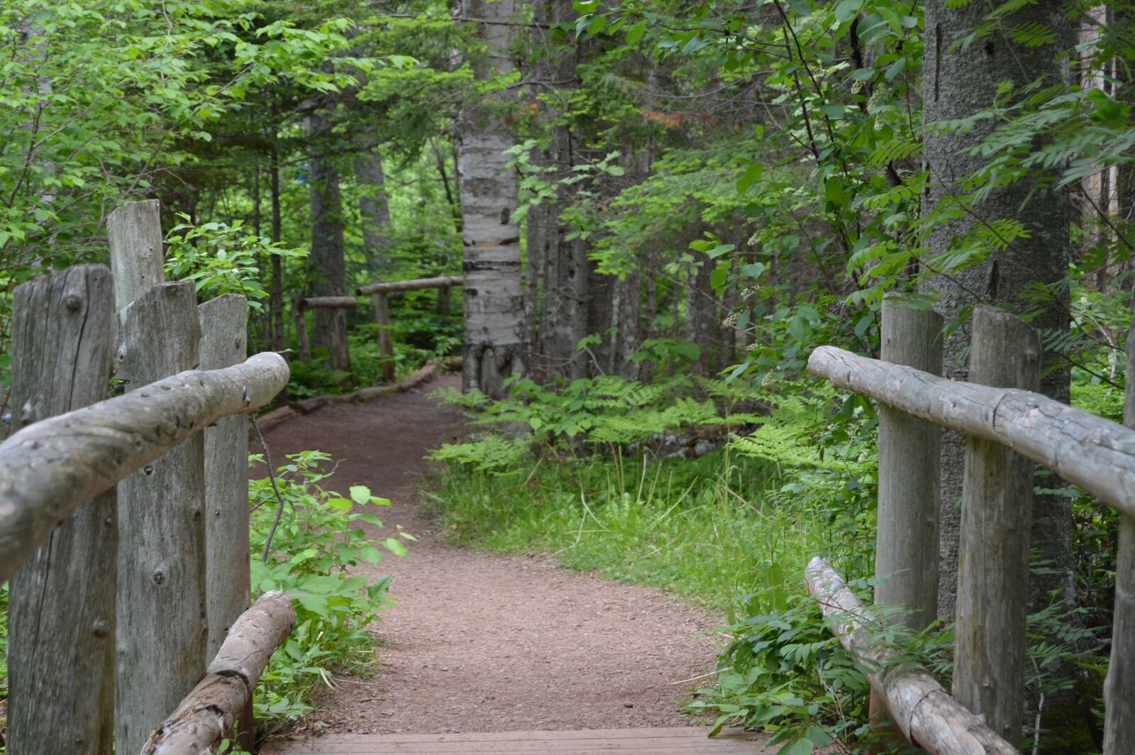 Nikon D3200 sample photo. Trail, forest, path photography