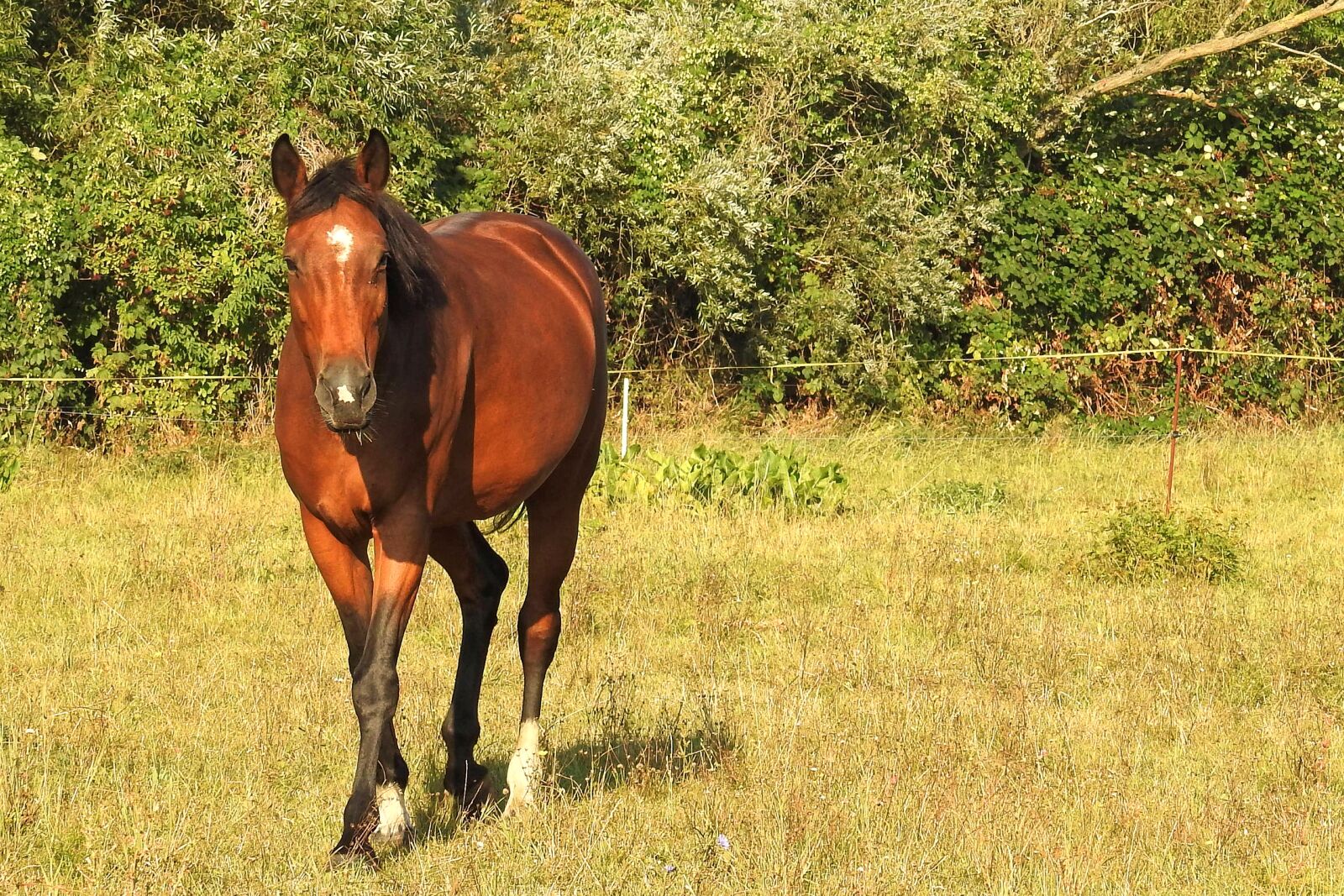 Nikon Coolpix P900 sample photo. Morning sun, horse, pasture photography