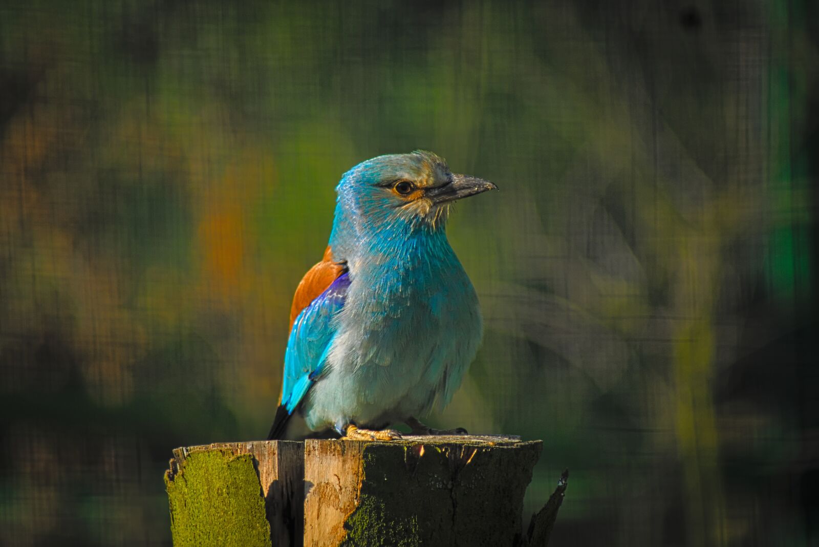 Sony SLT-A58 sample photo. Bird, nature, park photography