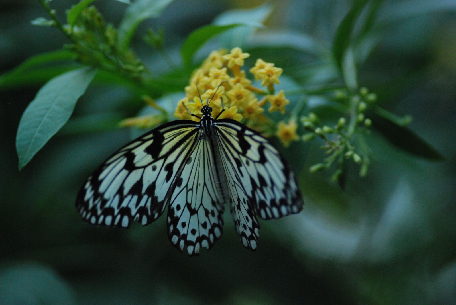 Nikon D80 sample photo. Butterfly, feeding, beautiful photography