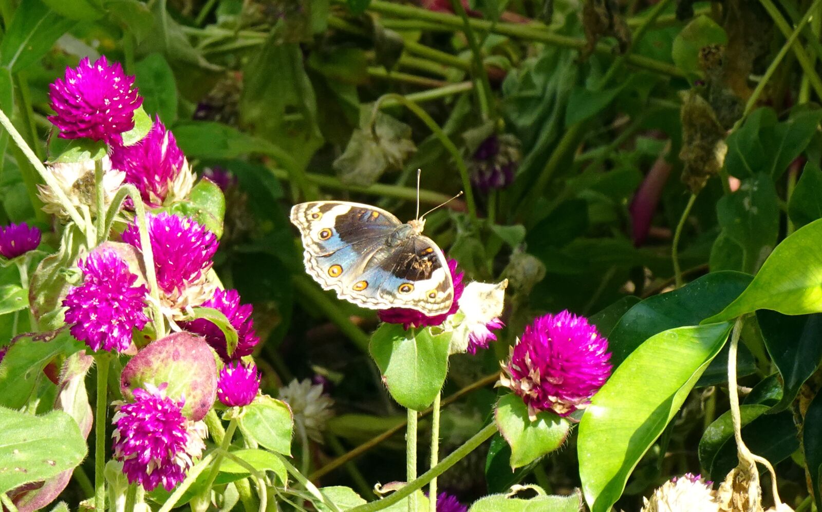 Sony DSC-WX800 sample photo. Butterfly, blue pansy, insect photography