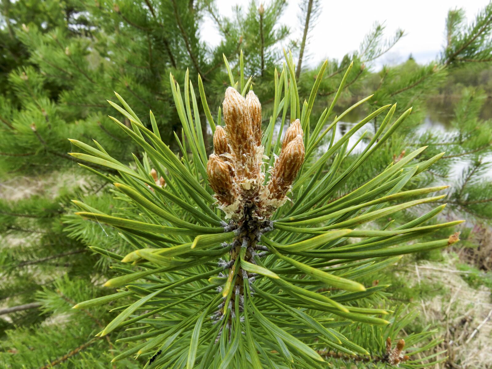 Canon PowerShot SX60 HS sample photo. Kidney, pine, needle photography