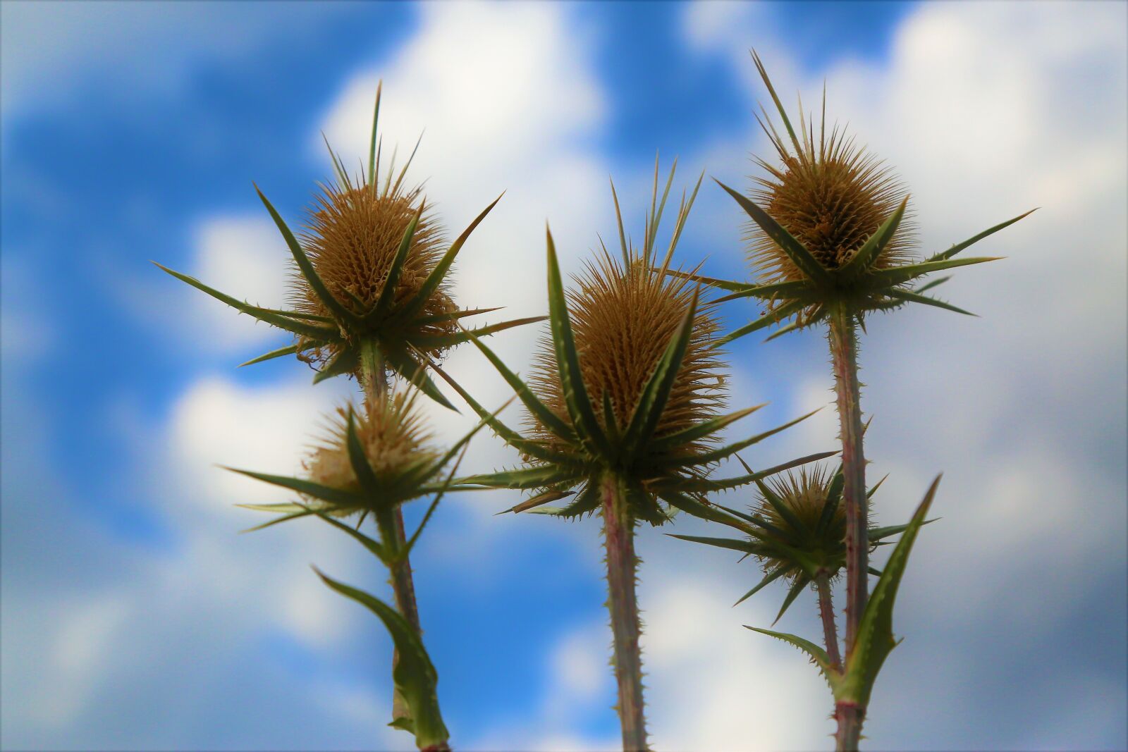 Canon EOS 5D Mark III sample photo. Flower, nature, dea photography