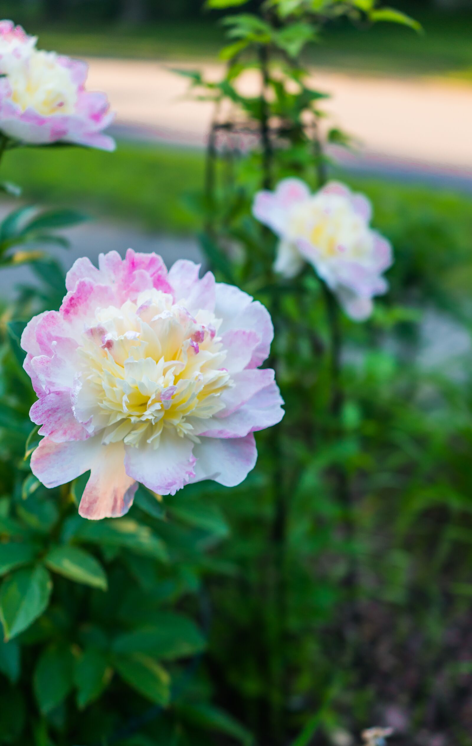 35mm F2.0 sample photo. Peonies, flowers, bloom photography