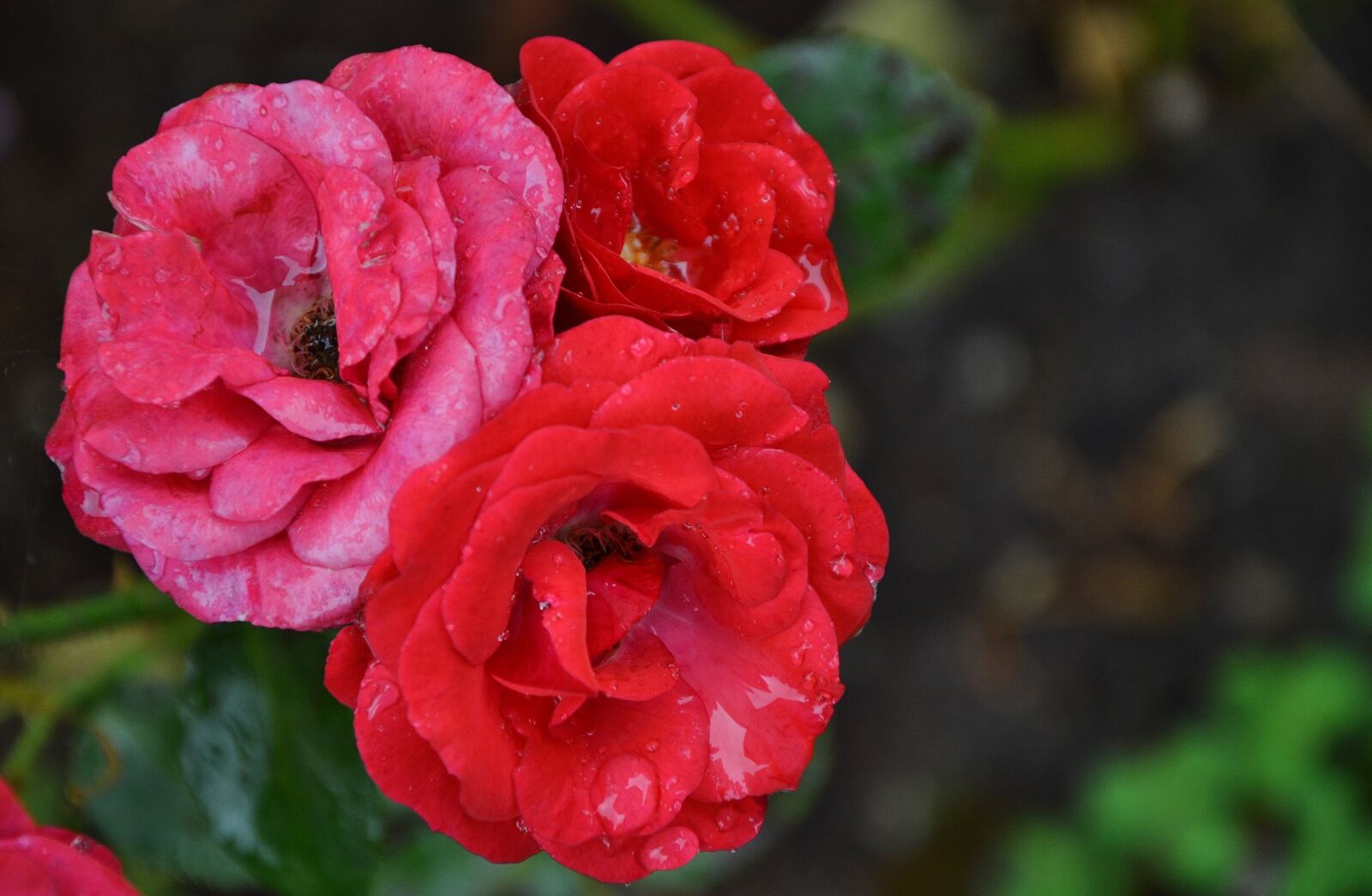 Nikon D7000 sample photo. Rose, flower, floral photography