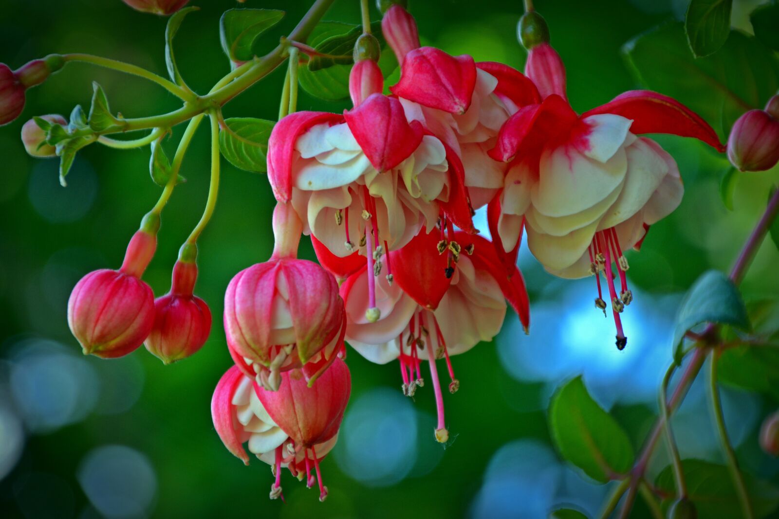 Nikon D5200 sample photo. Fuchsia, blossom, bloom photography