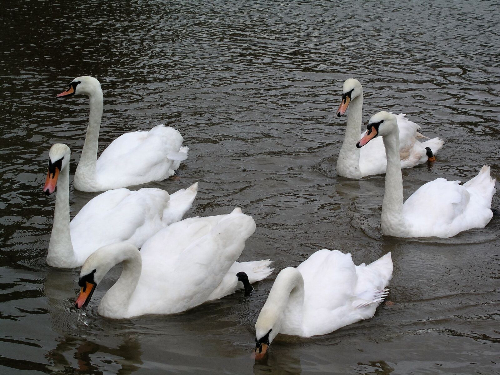 Olympus C5050Z sample photo. Swans, birds, river photography