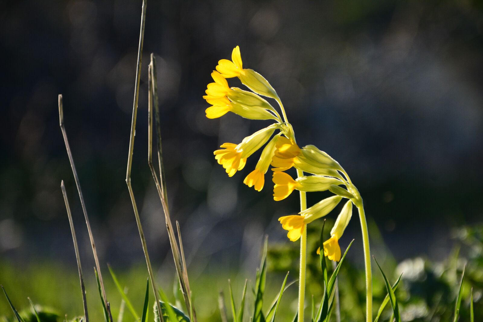 Nikon D7100 sample photo. Flower, plant, nature photography