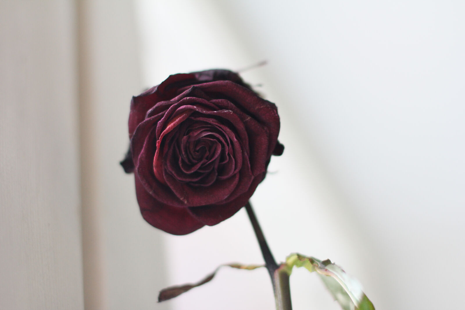 Canon EOS 60D + Canon EF 50mm F1.4 USM sample photo