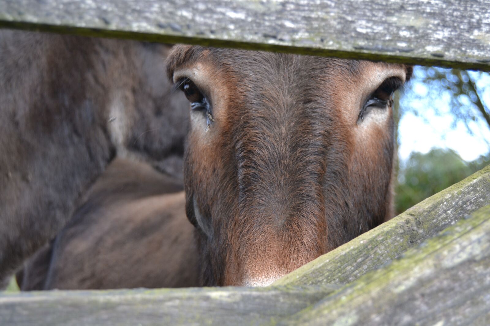Nikon D3100 sample photo. Donkey, eyes, fence photography