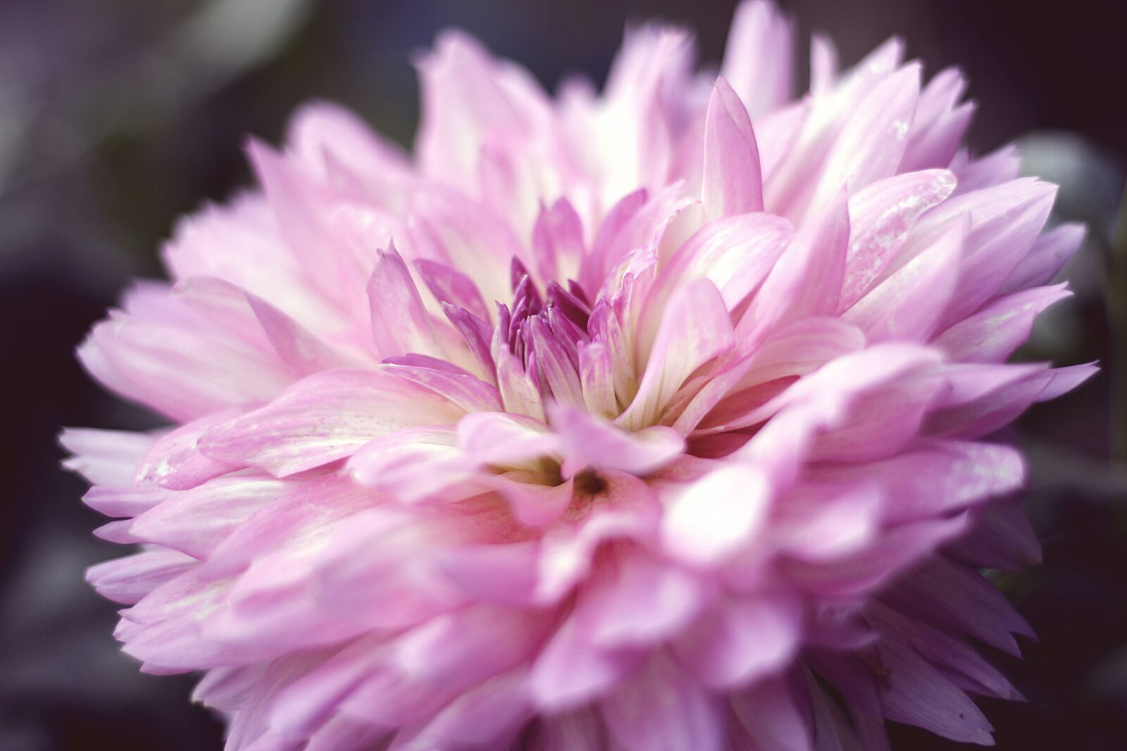 Canon EOS 100D (EOS Rebel SL1 / EOS Kiss X7) sample photo. Dahlia, flower, blossom photography