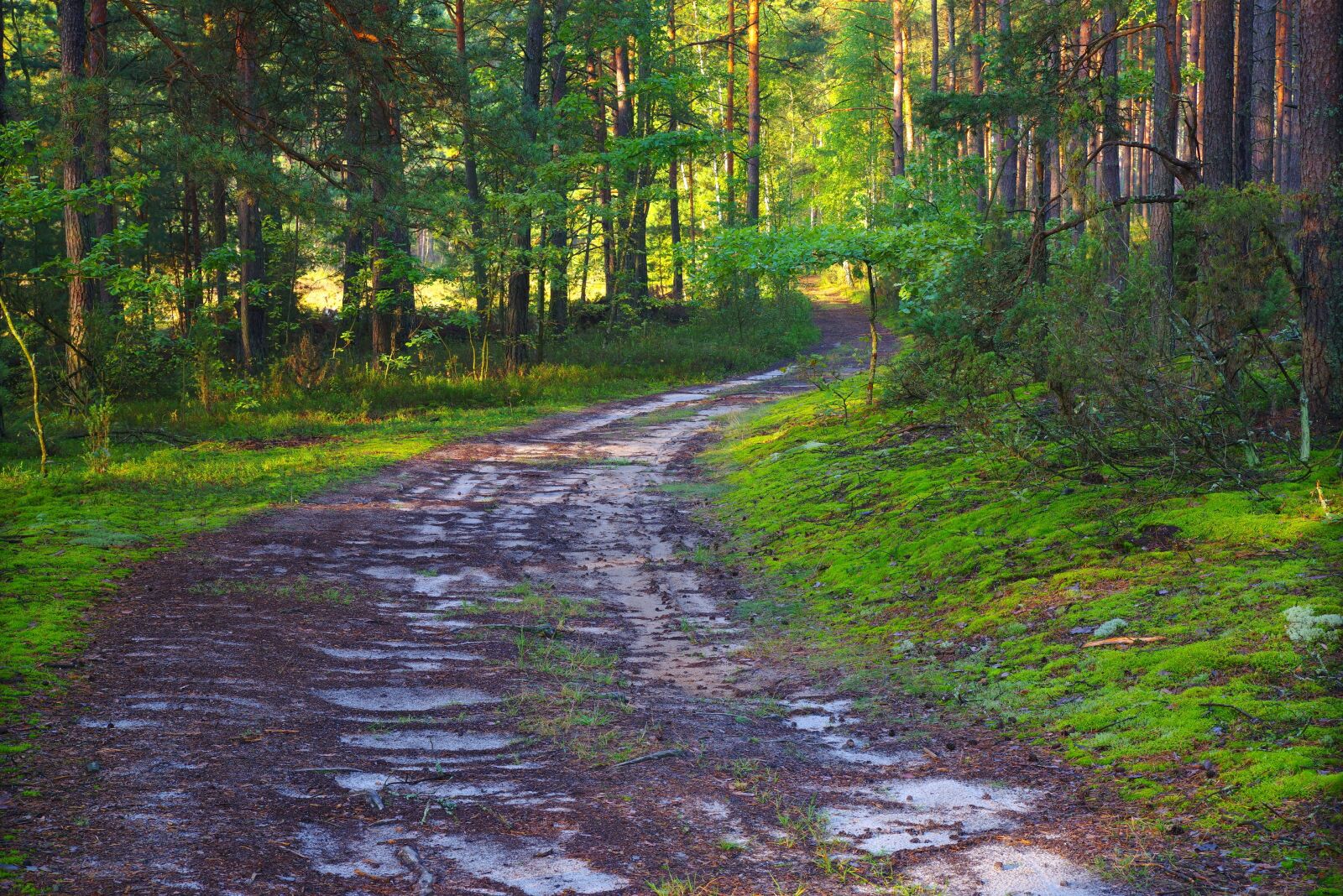 Pentax K-1 sample photo. Poland, forest, tree photography