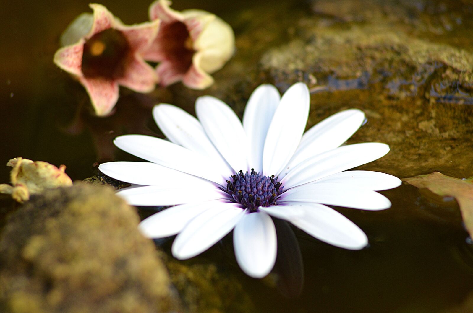 Nikon D5100 sample photo. Marguerite, water, nature photography