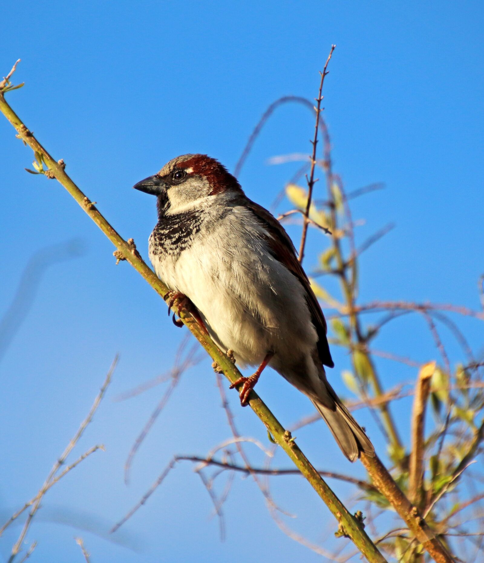 Canon EOS 800D (EOS Rebel T7i / EOS Kiss X9i) sample photo. Bird, sparrow, tree photography