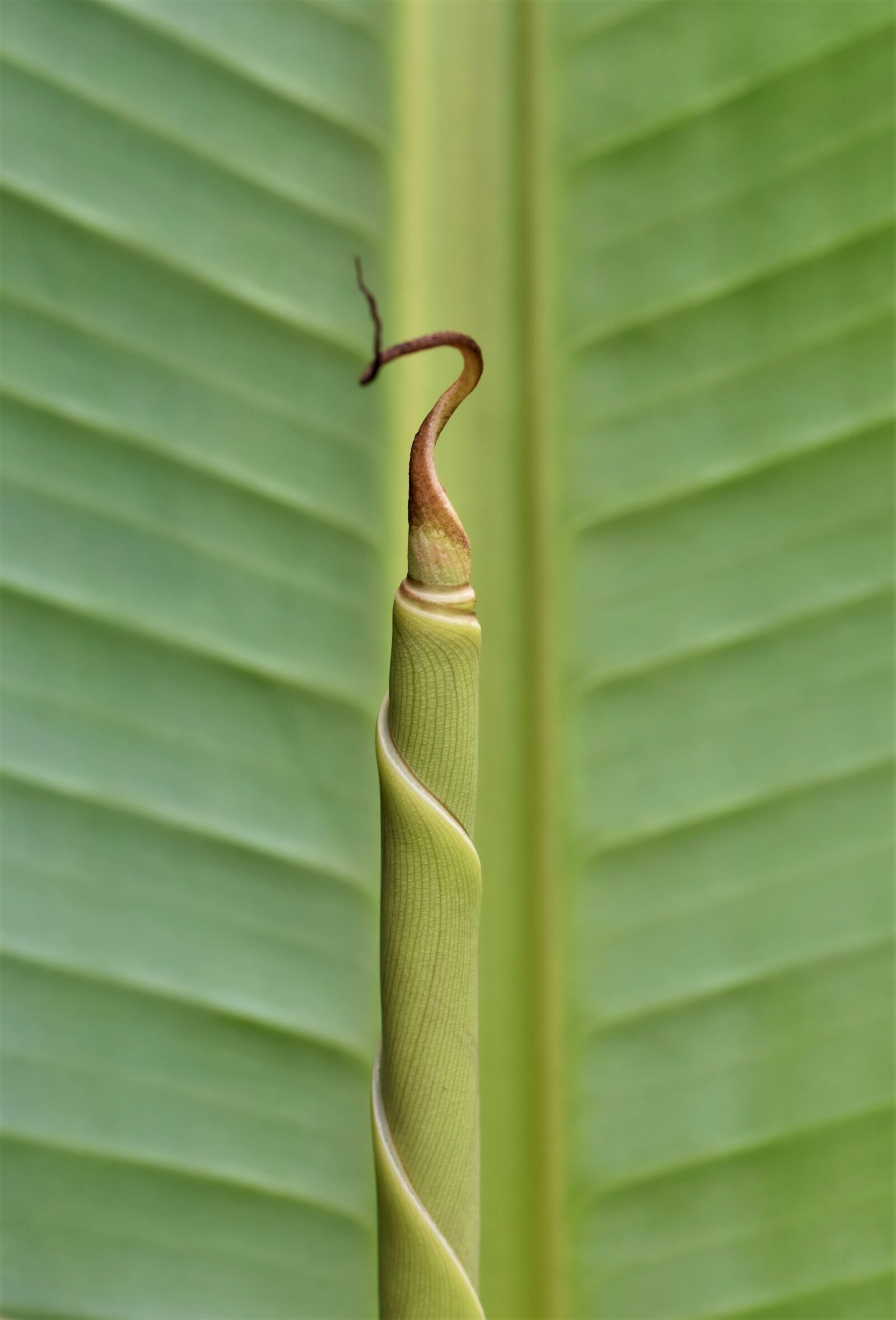 Nikon D7200 sample photo. Banana leaf, fibers, banana photography