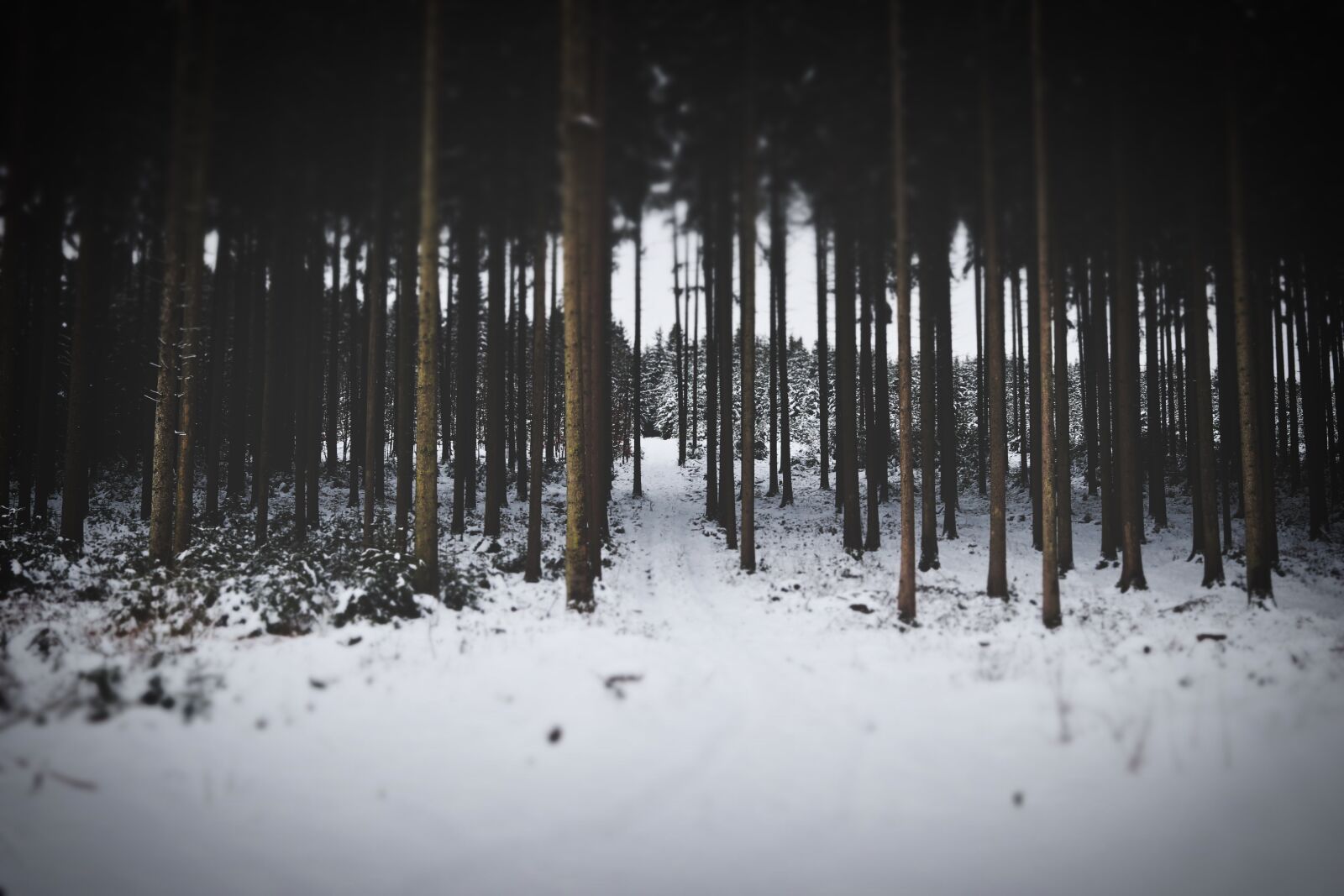 Canon EF-S 24mm F2.8 STM sample photo. Winter, forest, snow photography