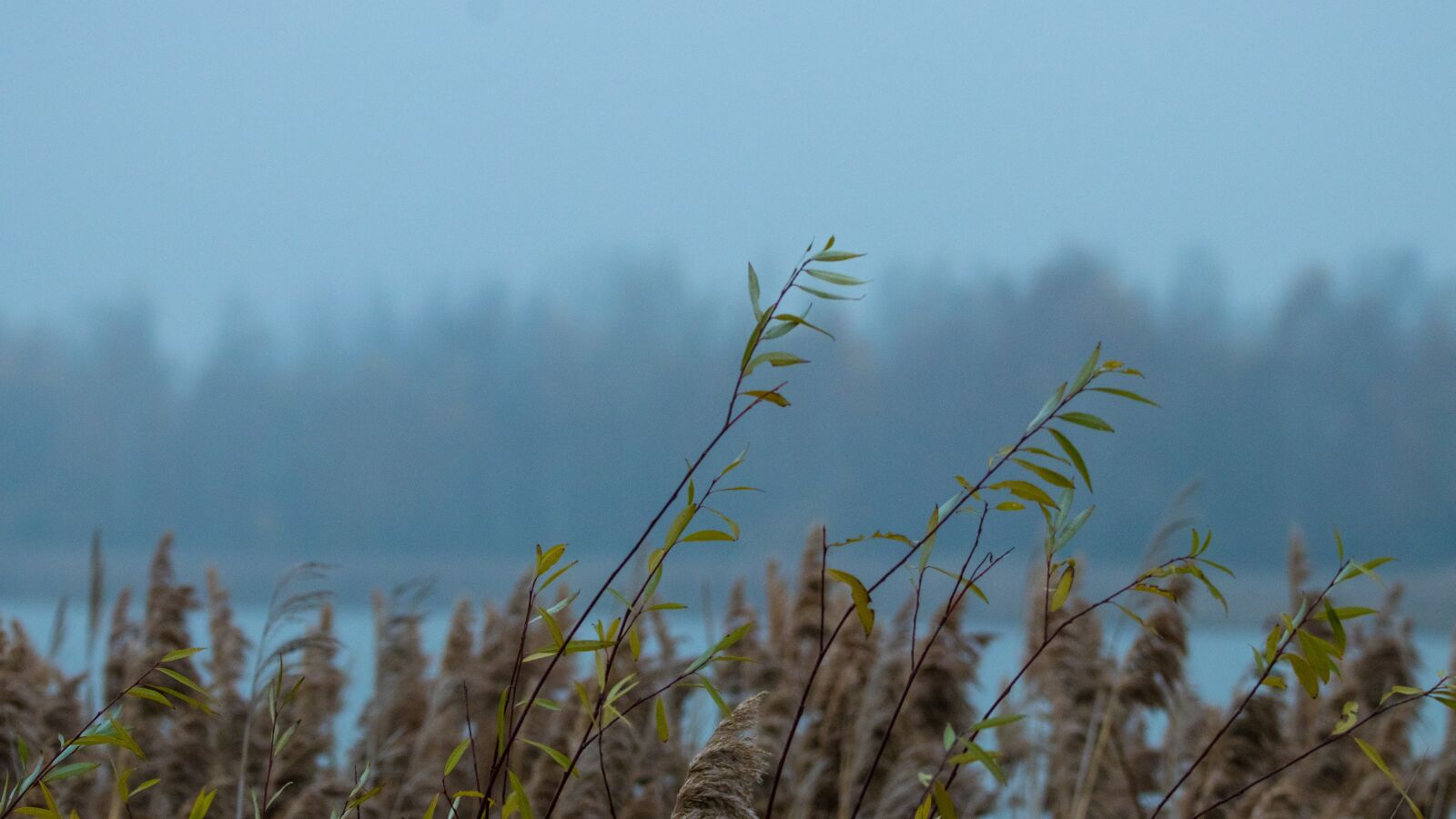 150-600mm F5-6.3 DG OS HSM | Contemporary 015 sample photo. Lake, reed, autumn photography