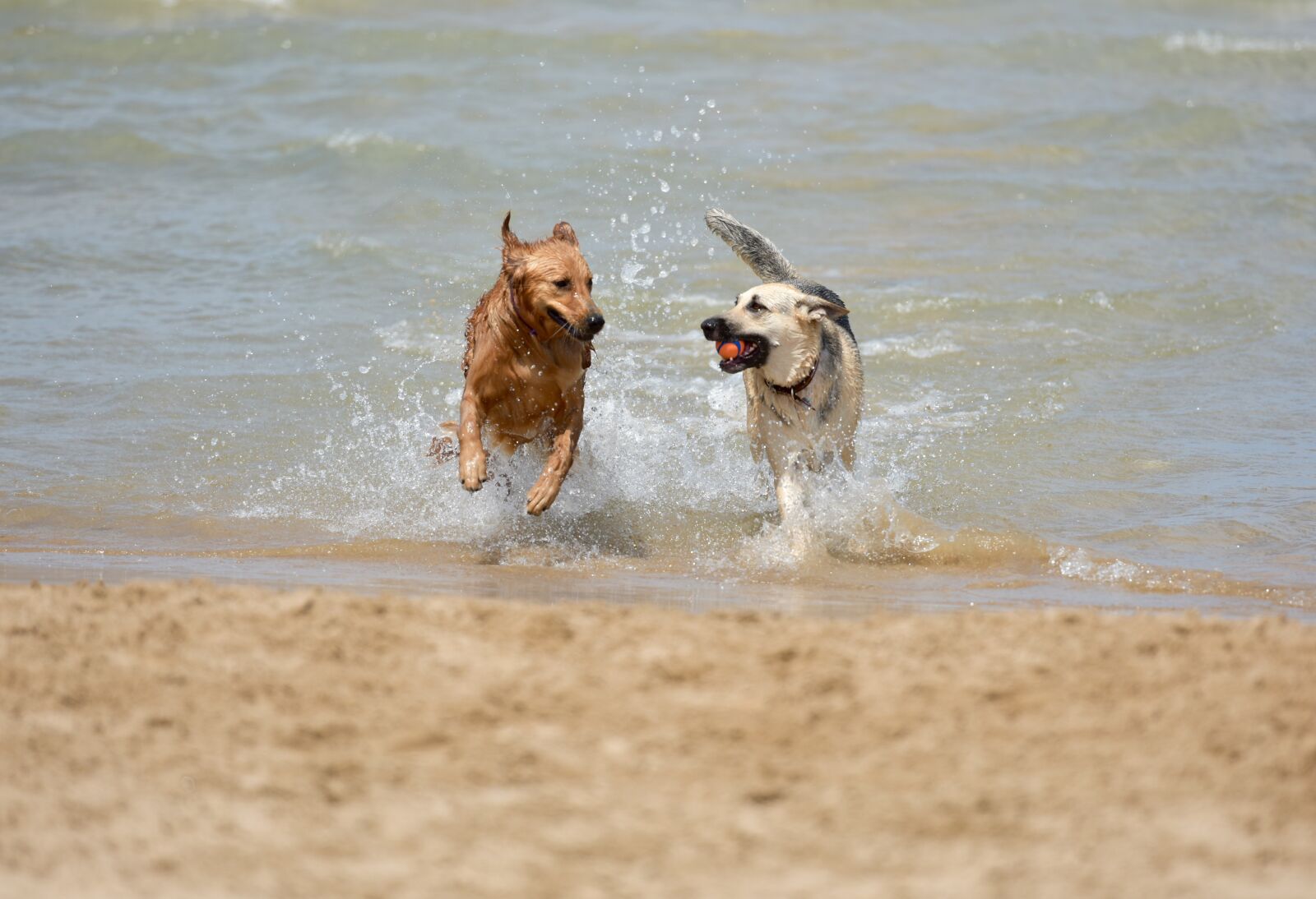 Nikon D810 sample photo. Dog, puppy, pet photography