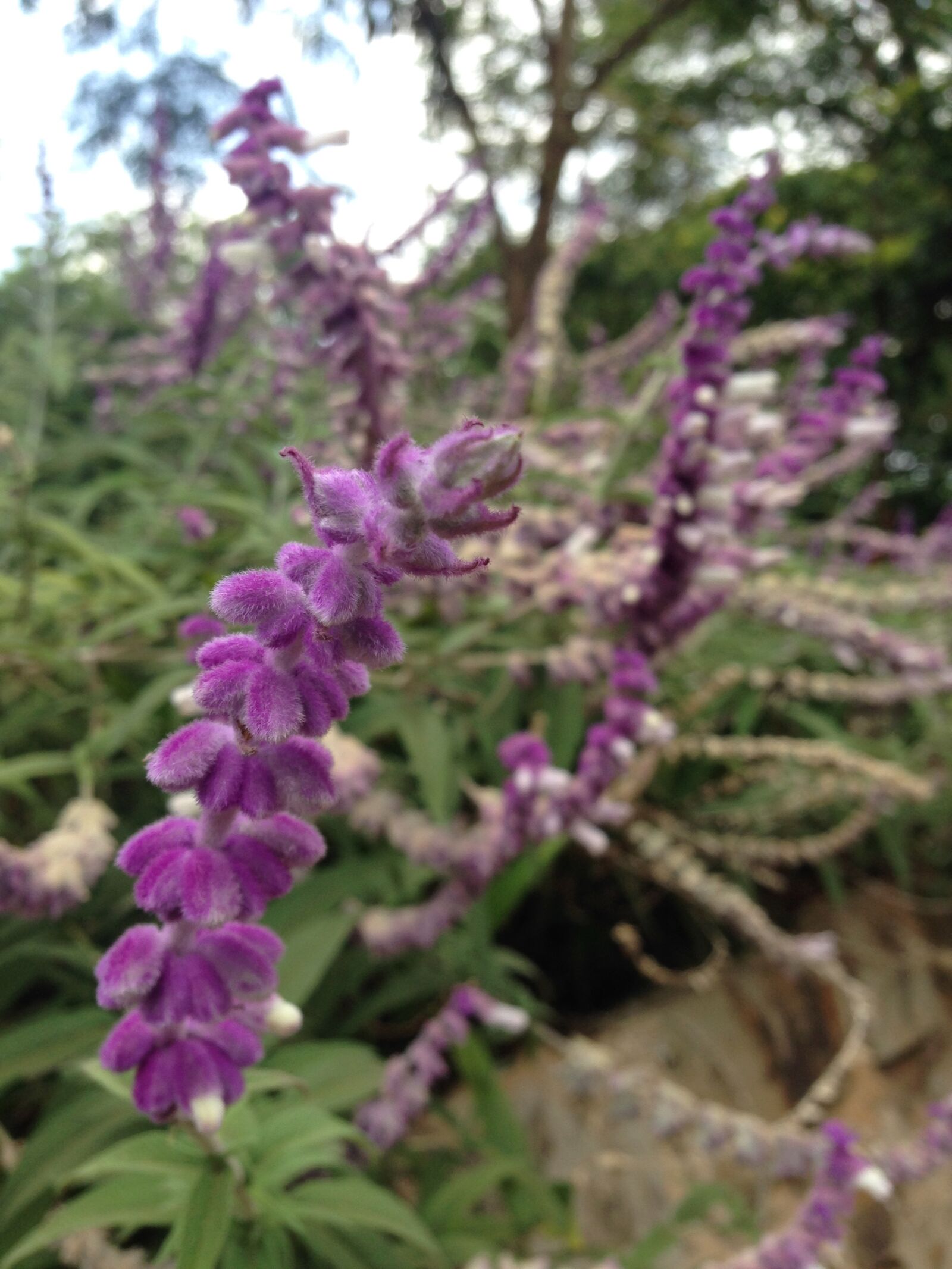 iPhone 5 back camera 4.12mm f/2.4 sample photo. Nature, flowers, beauty photography
