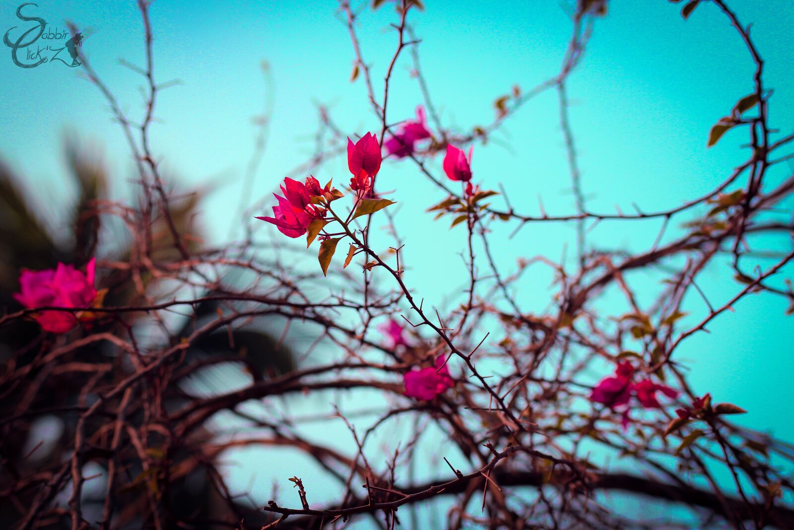 Canon EOS 700D (EOS Rebel T5i / EOS Kiss X7i) + Canon EF 50mm F1.8 STM sample photo. Branch, nature, tree photography