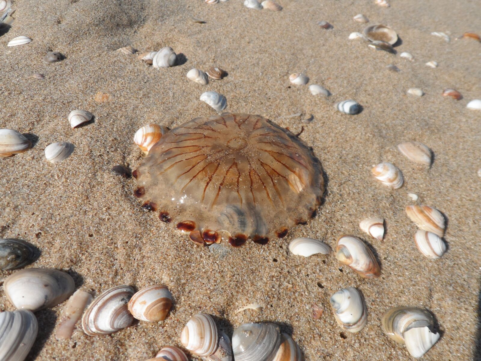 Samsung ST200 / ST200F / ST201 / ST201F / ST205F sample photo. Netherlands, wassenaar, north sea photography