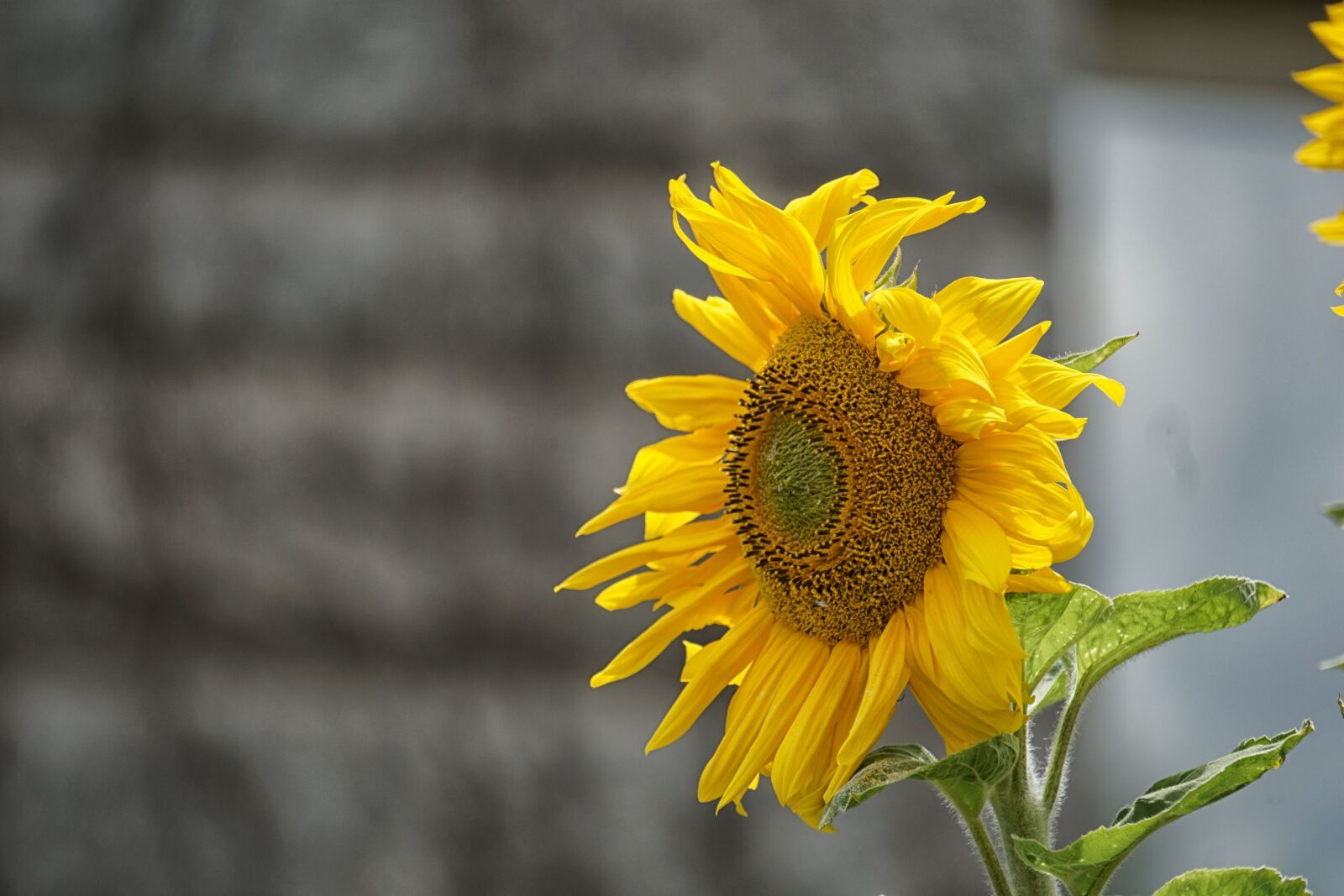 Sony E 55-210mm F4.5-6.3 OSS sample photo. Sunflower, flower, summer photography