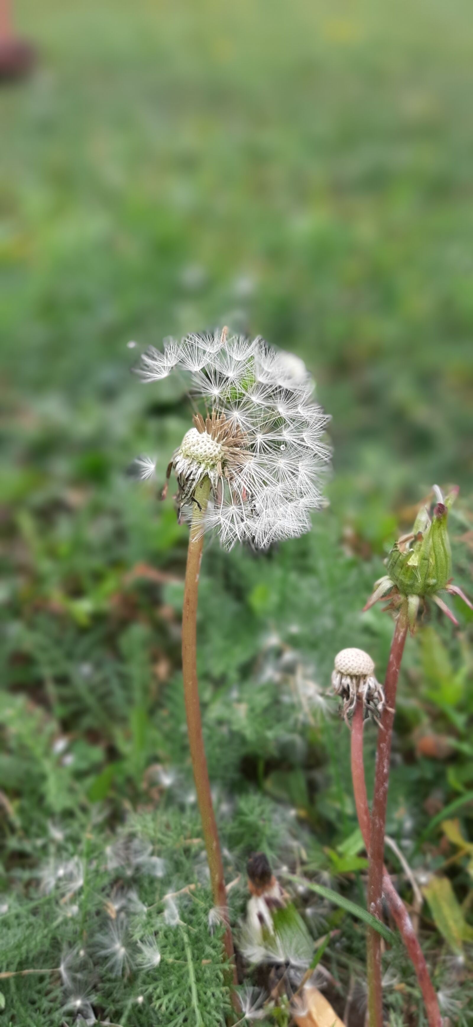 Samsung Galaxy A50 sample photo. Flowers, nature, garden photography