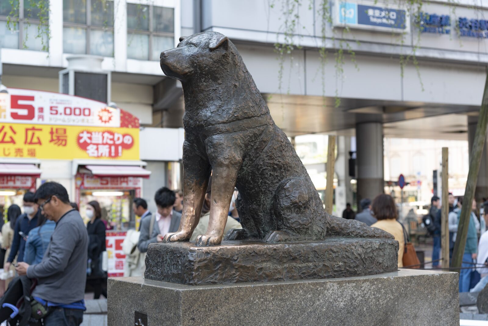 Nikon D750 sample photo. Japan, hachikō, dog photography