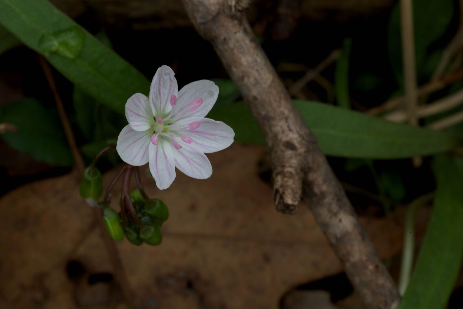 Canon EOS 5D Mark II sample photo. Spring, beauty, virginia, spring photography