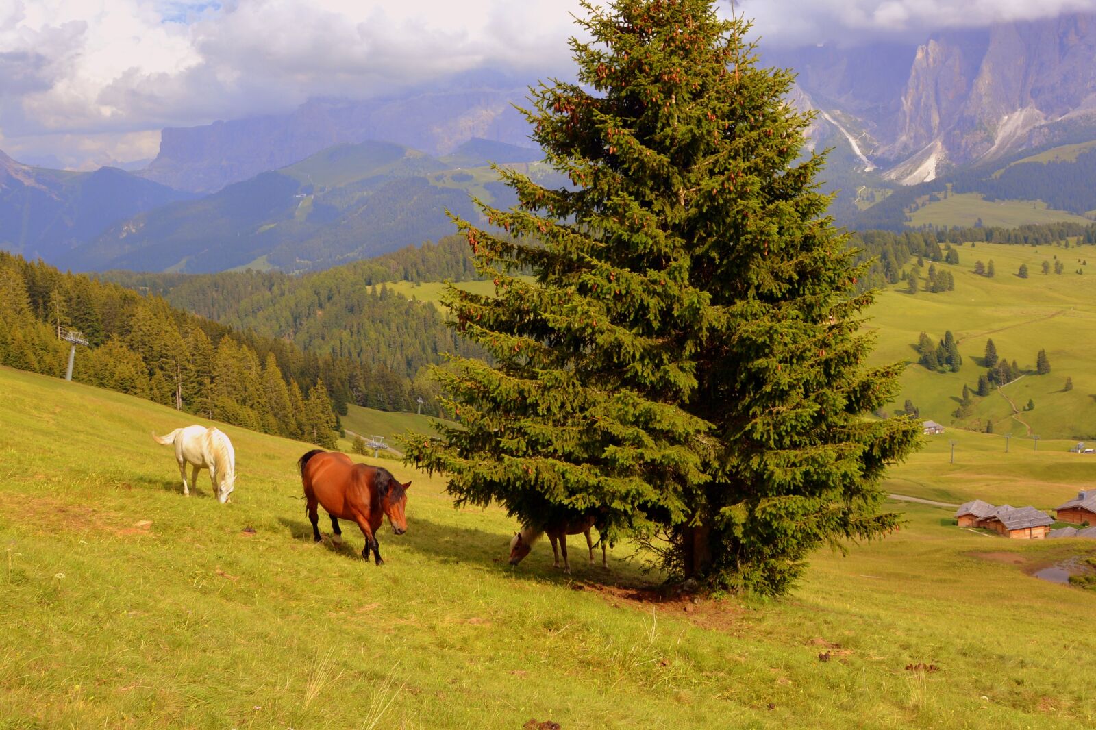 Nikon D7100 sample photo. Horse, tree, prato photography