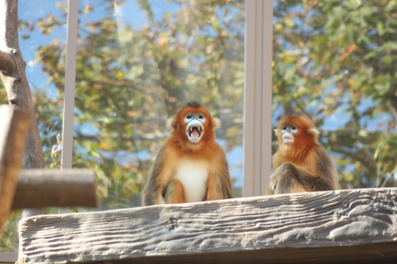 Canon EOS 500D (EOS Rebel T1i / EOS Kiss X3) sample photo. Golden monkey, everland zoo photography
