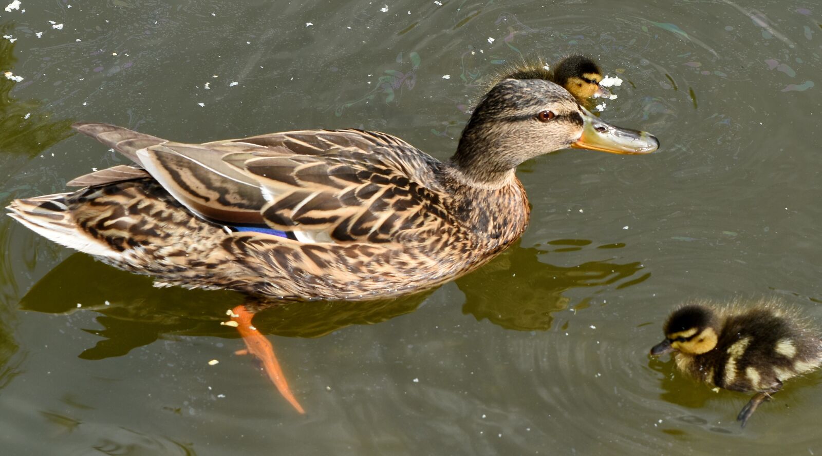 Nikon D5500 sample photo. Duckling, mallard, animal, poultry photography