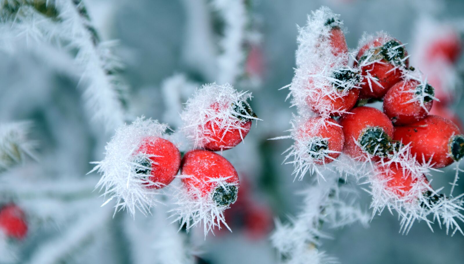 Nikon D3300 sample photo. Rose hip, frost, winter photography