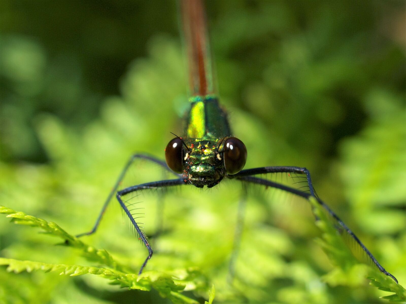 Olympus E-520 (EVOLT E-520) sample photo. Nature, insect, wildlife photography