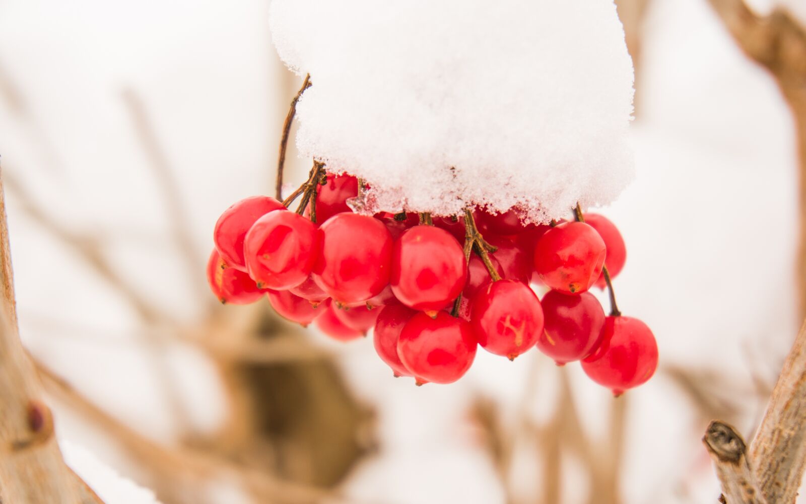 Sony Alpha NEX-6 sample photo. Snow, dew, close up photography
