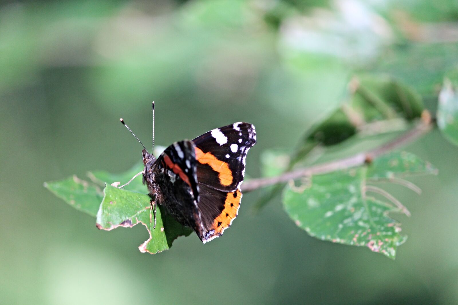 Canon EOS 1100D (EOS Rebel T3 / EOS Kiss X50) sample photo. Admiral, butterfly, vanessa atalanta photography