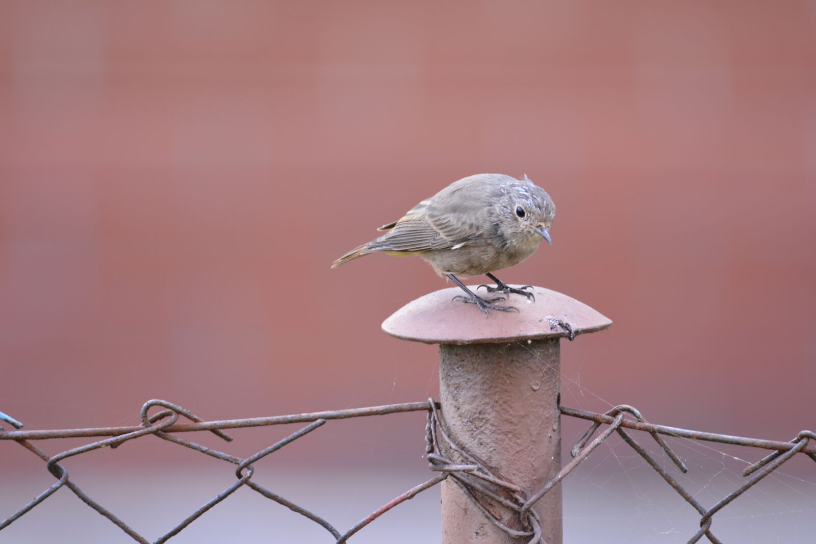 Nikon D7100 sample photo. Little bird, fence, redbreast photography