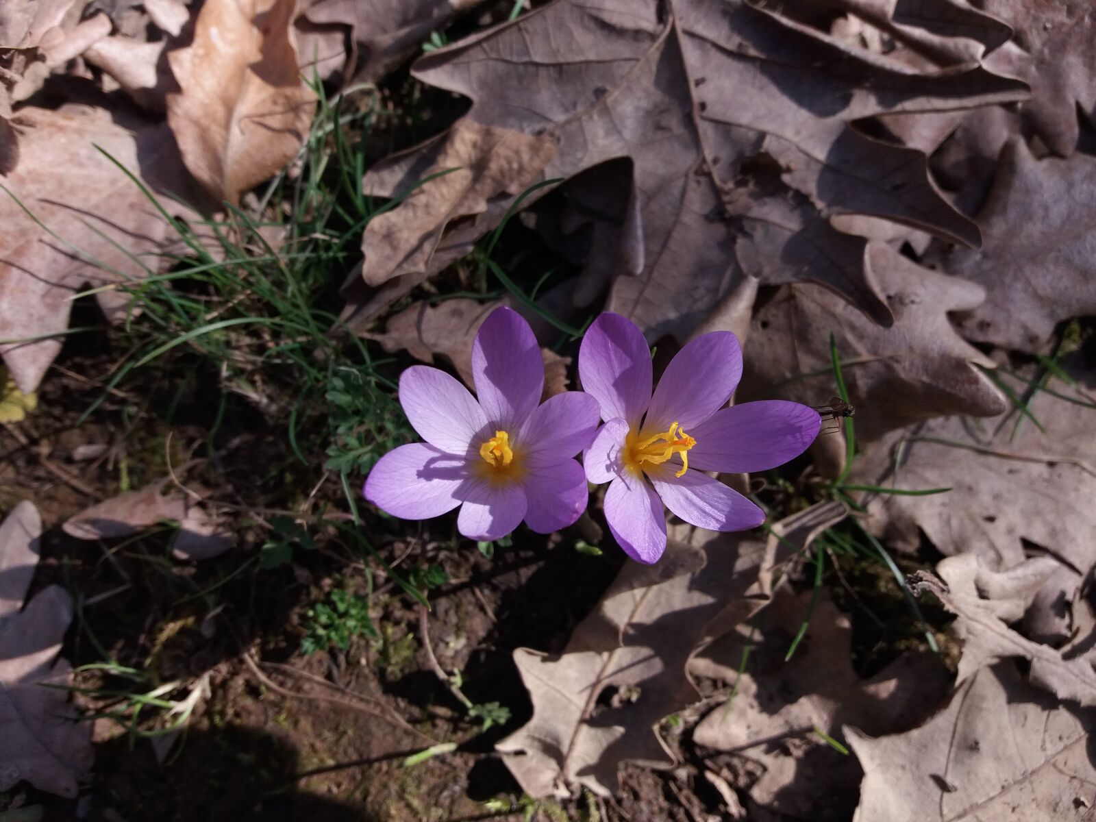Samsung Galaxy J5(2016) sample photo. Beautiful, flowers, mothernature, violet photography