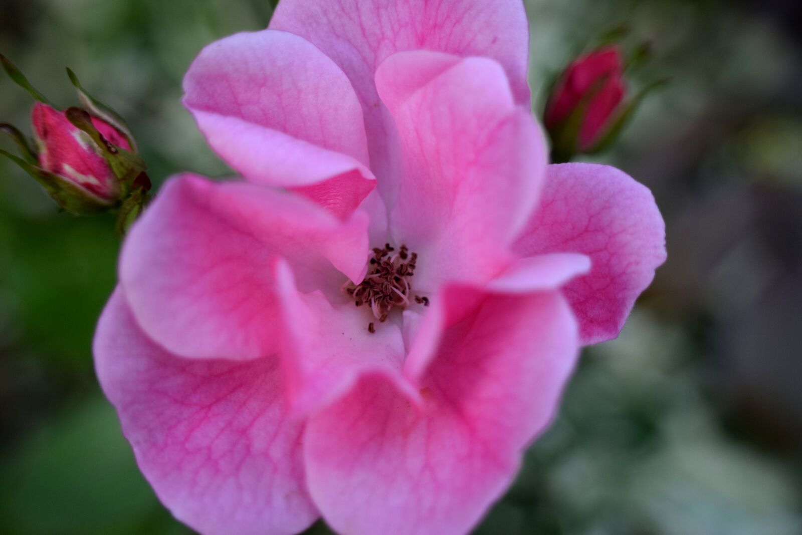 Nikon D5300 sample photo. Rose, pink, close up photography