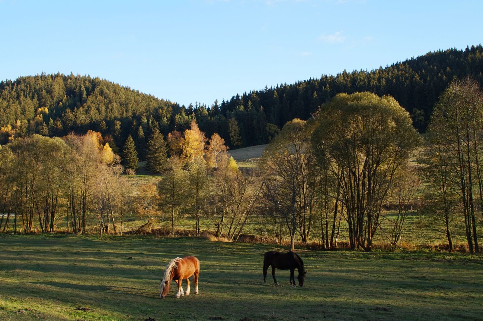Sony Alpha a5000 (ILCE 5000) sample photo. Horses, coupling, meadow photography