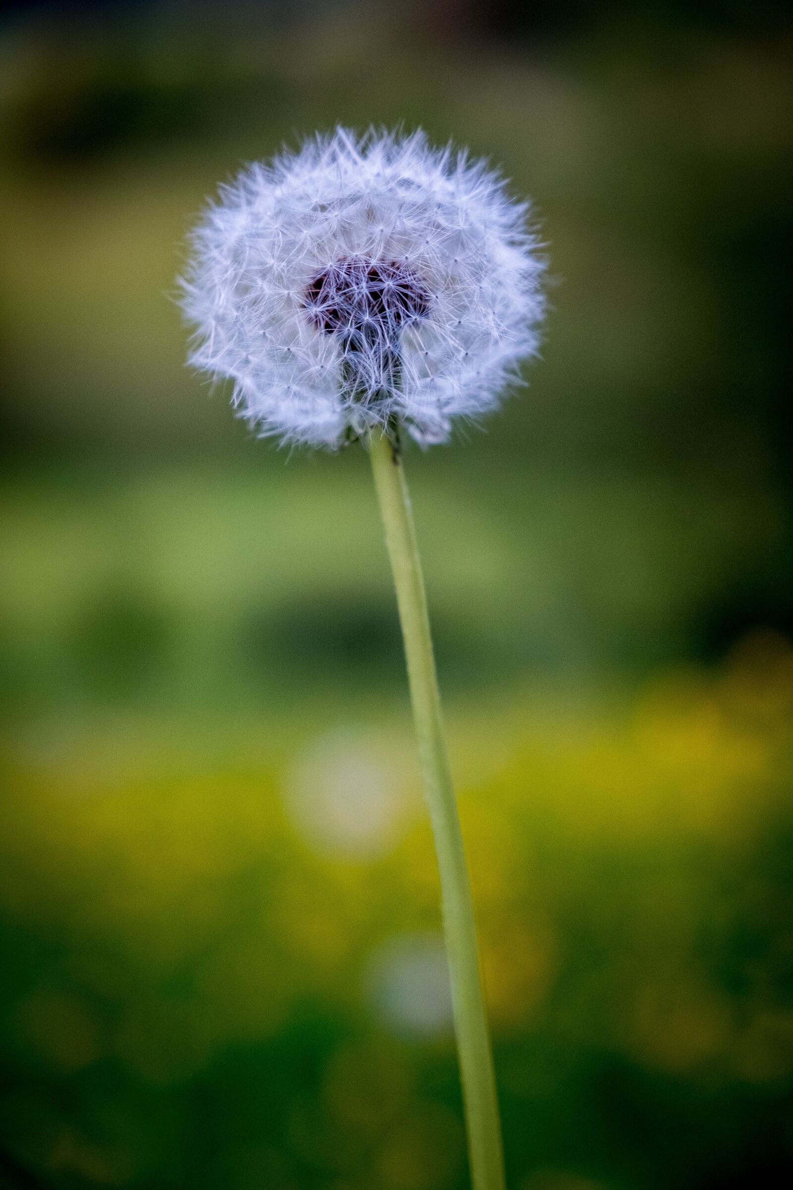 Fujifilm X-T2 sample photo. Dandelion, spring, flowers photography