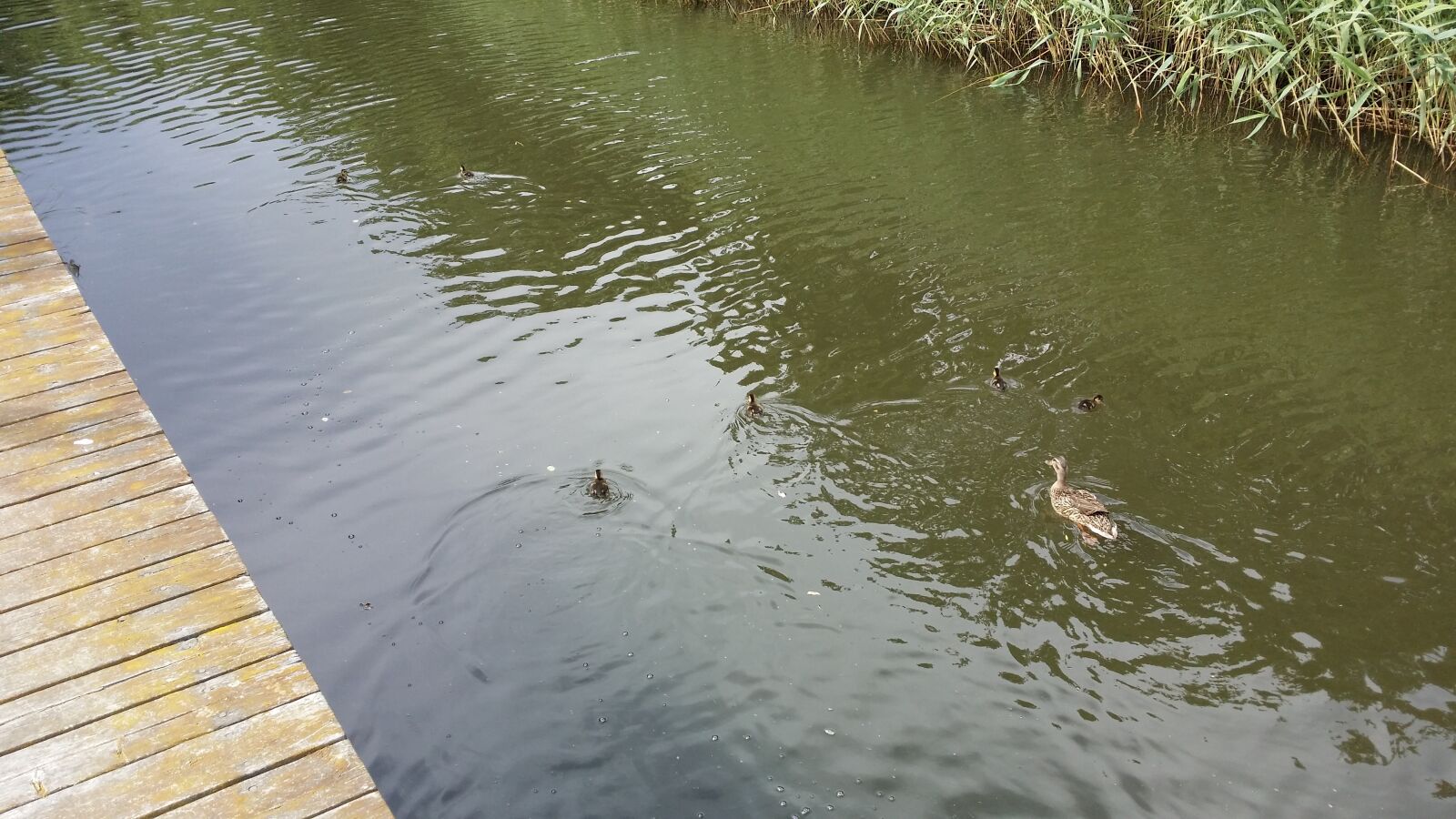 Samsung Galaxy S4 sample photo. Duck, water, bird photography