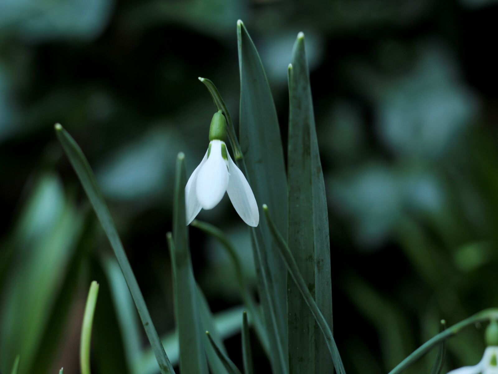 Canon EF 50mm F1.8 STM sample photo. Snowdrop, white, green photography